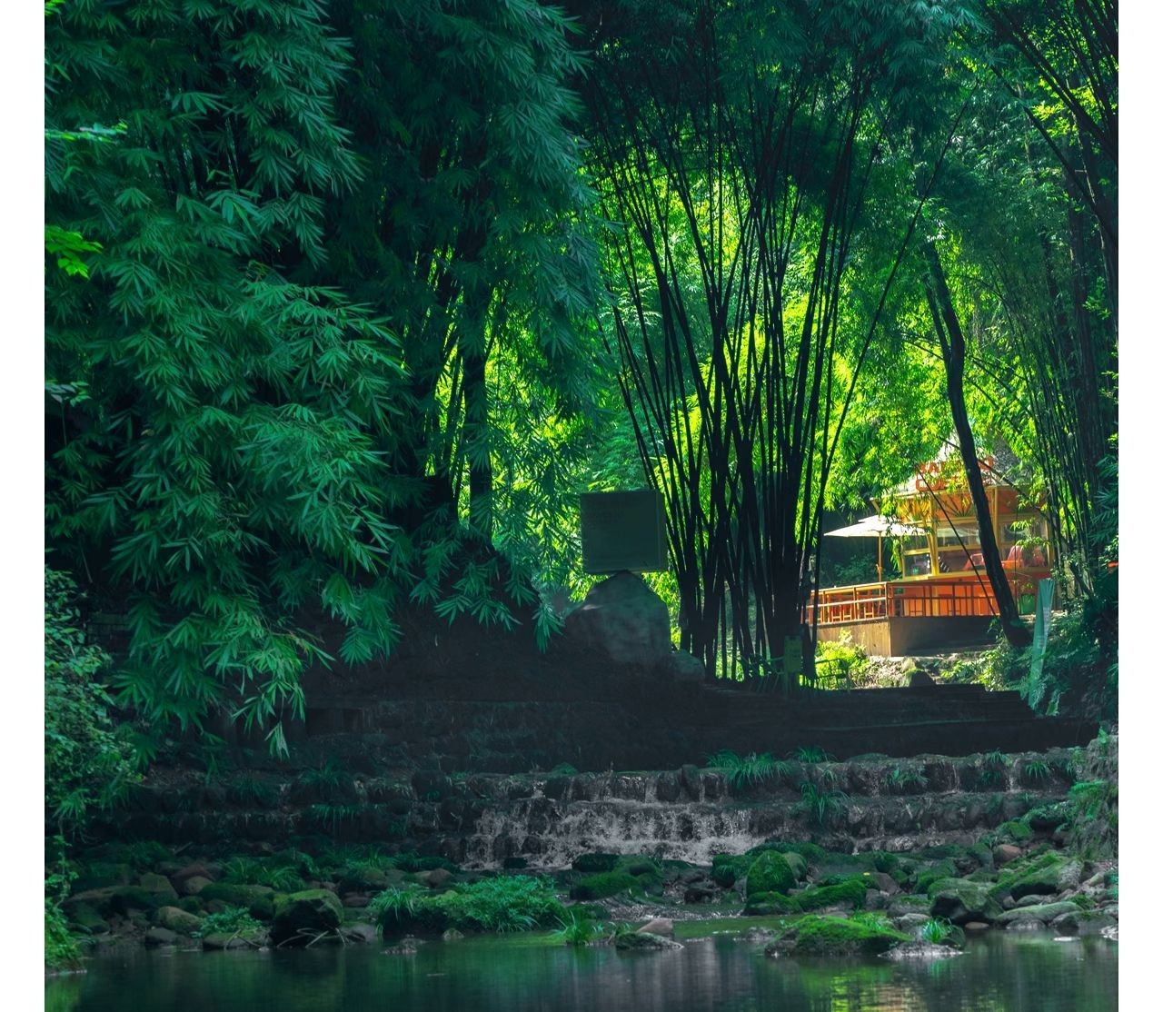 Bamboo grove path with a stream in Sichuan