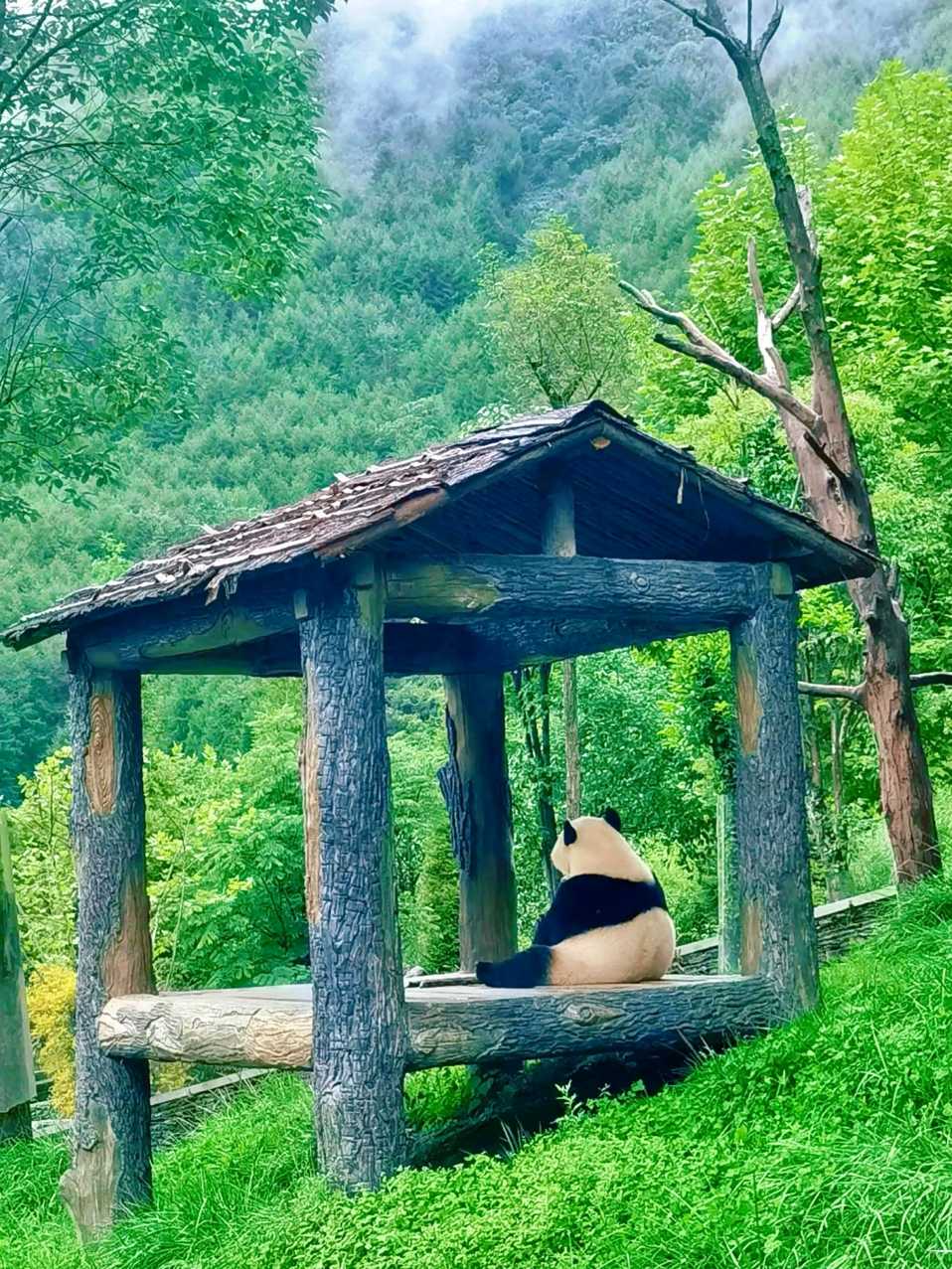 Morning Panda Keeper Talk