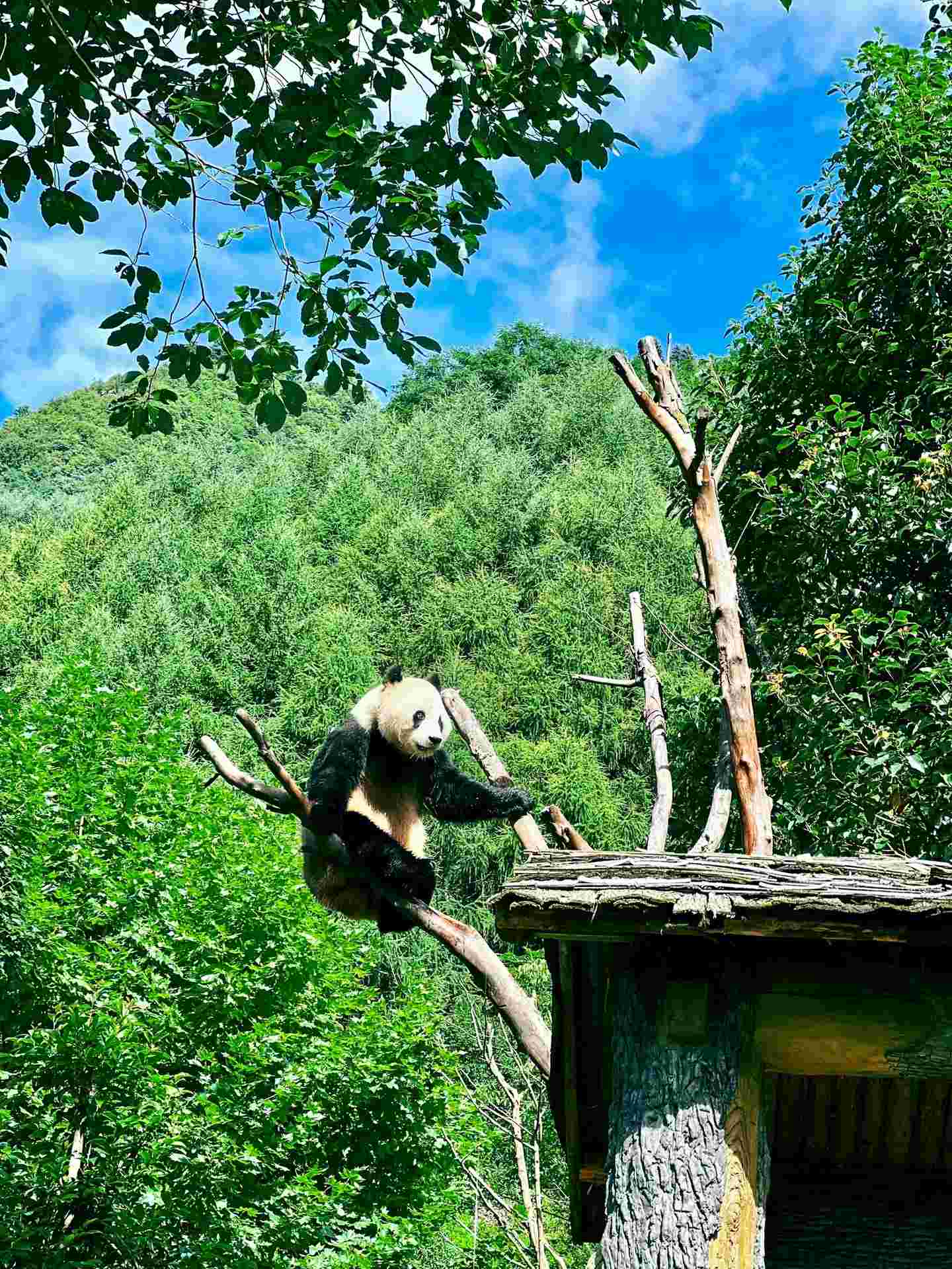 One-Day Panda Base Tour gallery photo 1