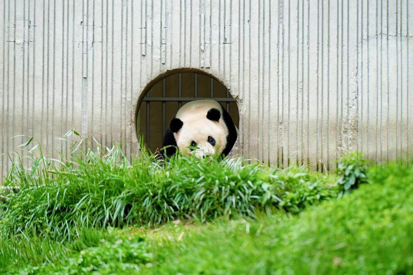 Giant panda in Wolong