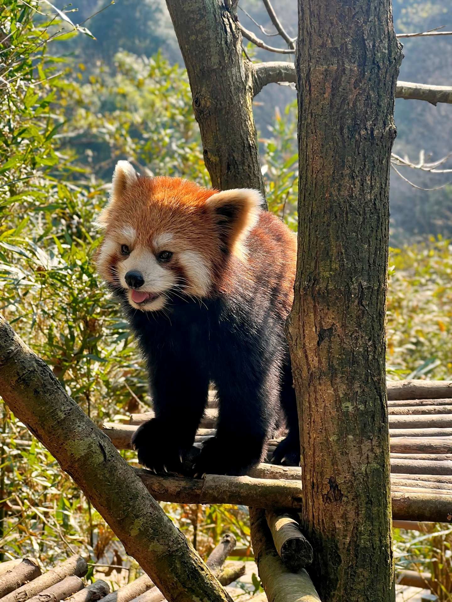 Red Panda Valley & Craft