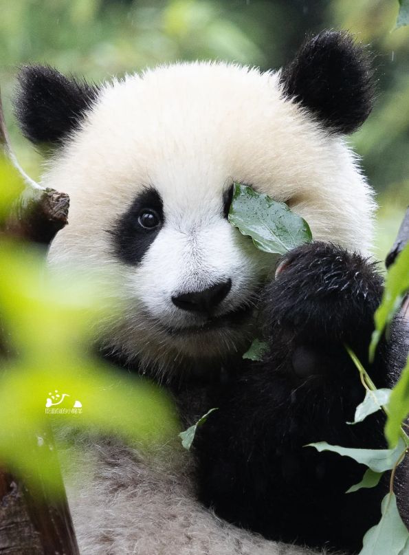 Panda Volunteer Program