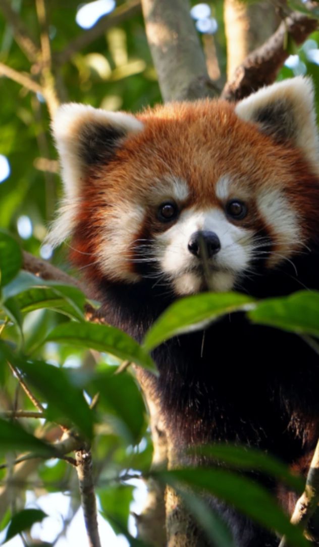 Red Panda Encounter